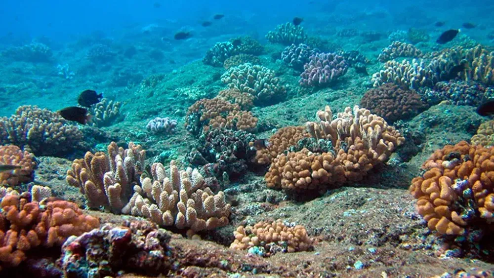 US proposes seabed mining auction off Northern Mariana Islands